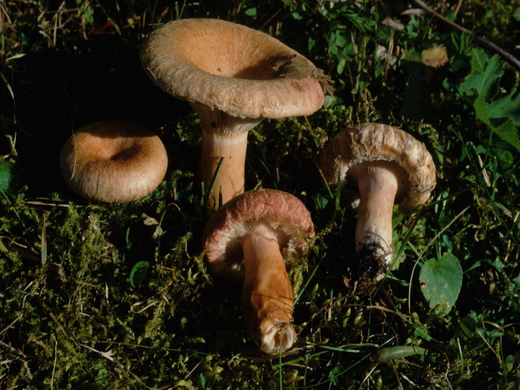 Specie interessanti dalla LAPPONIA due